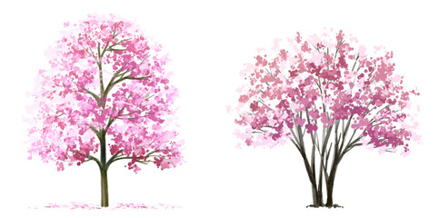 Vector watercolor blooming flower tree side view isolated on white background for landscape and architecture drawing, elevation for environment and garden,botanical elements for section,Sakura tree