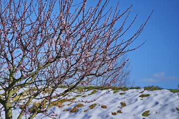 A fruit tree with flowering branches at the beginning of the spring season with snow still on the meadows.