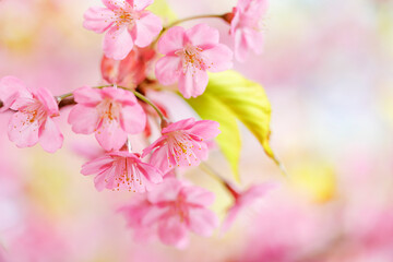 ピンク色が綺麗な満開の桜の花