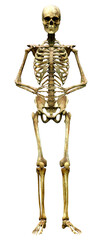 3D Rendering Human Skeleton on White