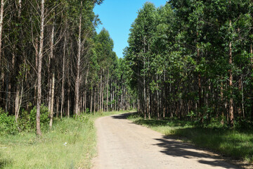 Dirt road in the middle of a wood near Saint Lucia, South Africa
