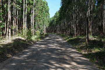 Dirt road in the middle of a wood near Saint Lucia, South Africa