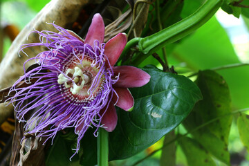 Granadilla Tantin Flower, Tantin passion fruit flower