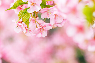 ピンク色が綺麗な満開の桜の花