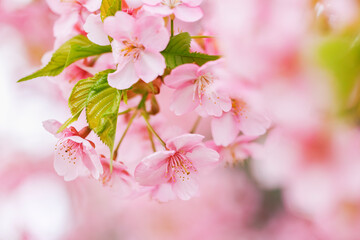 ピンク色が綺麗な満開の桜の花