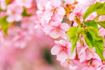 ピンク色が綺麗な満開の桜の花