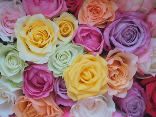 色とりどりのバラの花