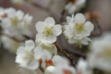 早春の公園に咲く白梅