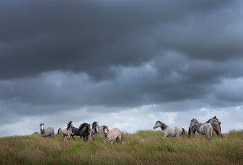 Wild horses at westcoast Ireland near Doolin.