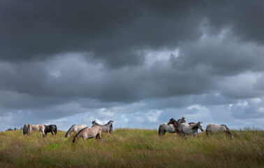 Wild horses at westcoast Ireland near Doolin.