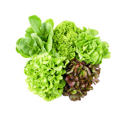 The Fresh Romaine Lettuce , Cos Lettuce, Red and Green Oakleaf lettuce Vegetable salad isolated on white background.