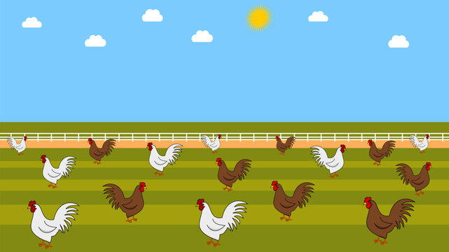Illustration of white and brown chickens in a barnyard with beautiful blue sky
