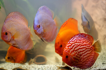 Porträt, Nahaufnahme eines Diskusfisches. Diskus im Aquarium. Amazonasbecken.

