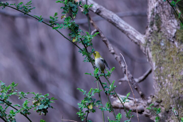 蜜を求めて飛び回るメジロ