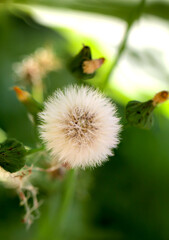 Der Samen von einer verblühten Blume. Er hat Ähnlichkeit mit einer Pusteblume ist nur viel größer.