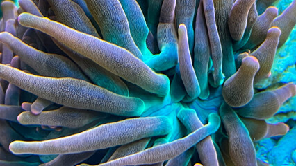 Eine Nahaufnahme der Tentakeln einer Kupferanemone in einem Meerwasseraquarium.