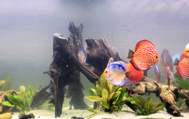 Porträt, Nahaufnahme eines Diskusfisches. Diskus im Aquarium. Amazonasbecken.

