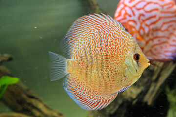 Porträt, Nahaufnahme eines Diskusfisches. Diskus im Aquarium. Amazonasbecken.

