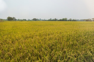 Rice growing in the field in summer.