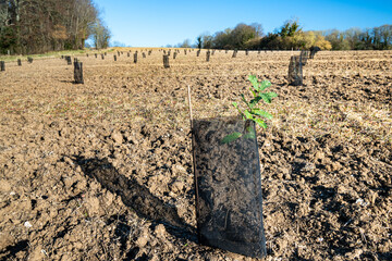 Plantation de chênes sur une parcelle agricole. Jeunes plants d'arbustes entourés de manchons de...