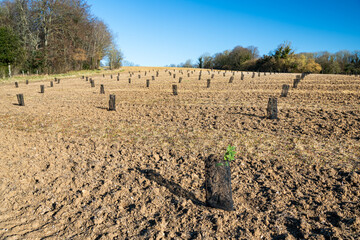 Plantation de chênes sur une parcelle agricole. Jeunes plants d'arbustes entourés de manchons de...