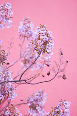 Obraz na płótnie Canvas Lilac princess tree flower tree with pink background in spring, Paulownia Tree