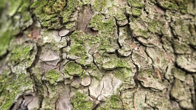 Macro Bark With Moss, Tilt Shift Lens