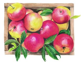 Watercolor illustration of a wooden box with ripe juicy yellow-red apples with green leaves on a white background