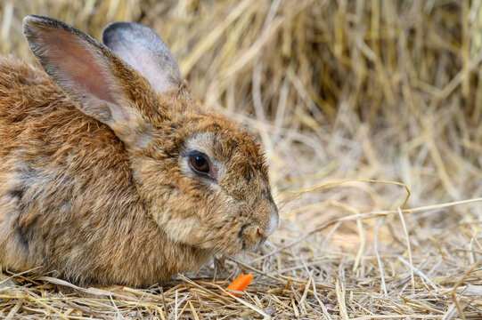 Cute brown rabbit bunny domestic pet on straw. Rabbit farm.