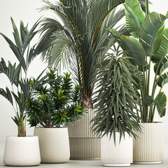 3D illustration Set of plants in pots Strelitzia palm and Dracaena