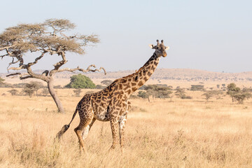 A giraffe standing alone in the Serengeti National park. - obrazy, fototapety, plakaty