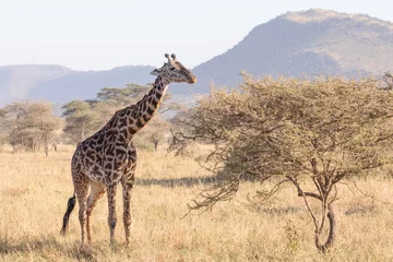 Fototapeten A giraffe standing alone in the Serengeti National park. © Migara