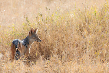 A jackal looks over to its right scanning the savannah for prey.