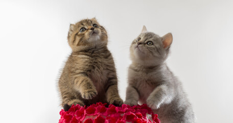 portrait of two beautiful moving kittens on a white background isolated.two kittens together close-up isolated