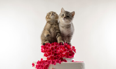 portrait of two beautiful moving kittens on a white background isolated.two kittens together...