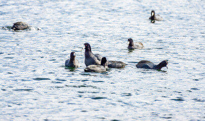 Birds On Lake Close-up 3