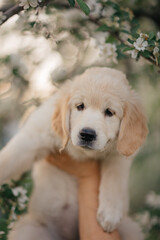 Golden Retriever puppy walks in the flowers in the summer on a sunny day