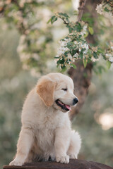 Golden Retriever puppy walks in the flowers in the summer on a sunny day