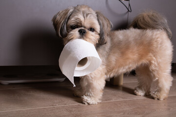 photo of a dog holding toilet paper in his teeth and looking directly into the camera