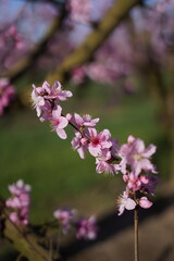 Peach blossom in Spain