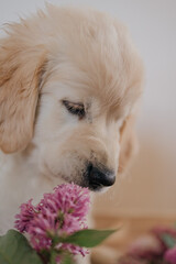 golden retriever puppy resting at home on the floor with lilac flowers