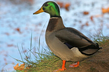 Canal du Midi Capestang, tourisme fuvial Hérault, allées de platanes canal, illustration Canal du Midi, Occitanie, Canal du Midi près de Béziers, Département de l'Hérault, Sud de la France