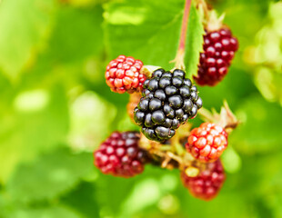 Blackberry berries on a branch. Group of dark and red blackberry berries.