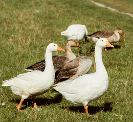 Domestic geese. Geese in grass, domestic bird
