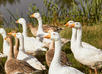 Domestic geese meadow. Geese in grass, domestic bird.