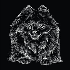 Engraving illustration of a Pomeranian dog on a black background