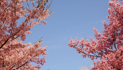 青空と桜