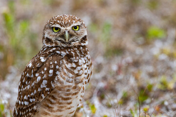 Alert Burrowing Owl close up portrait in Florida