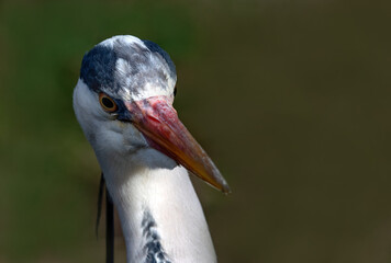 Portrait of Grey Heron, Irish wildlife