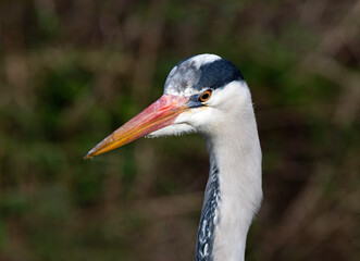 Portrait of Grey Heron, Irish wildlife